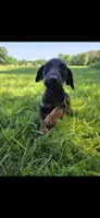 Luna, a female Doberman Pinscher for sale in Manassas, VA – 2 of 3