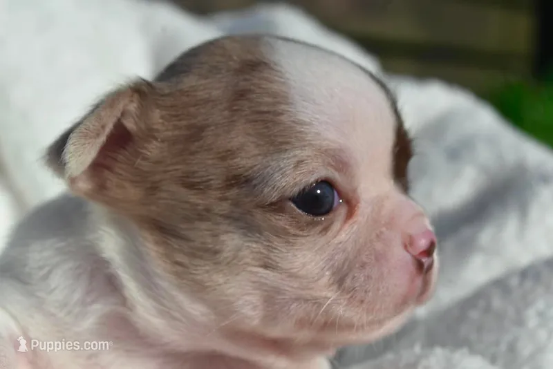 Bianca – Chihuahua puppy for sale in Newark Valley, NY