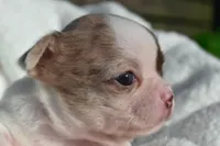 Bianca, a female Chihuahua for sale in Newark Valley, NY – 1 of 7