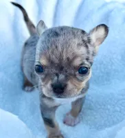 Lizzy, a female Chihuahua for sale in Newark Valley, NY – 5 of 7