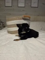 Jackie, a female Chihuahua for sale in Newark Valley, NY – 4 of 8