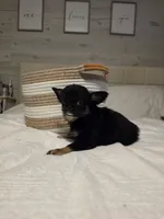 Jackie, a female Chihuahua for sale in Newark Valley, NY – 3 of 8