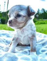 Landon, a male Chihuahua for sale in Newark Valley, NY – 6 of 8