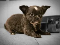 Jill, a female Chihuahua for sale in Newark Valley, NY – 4 of 10
