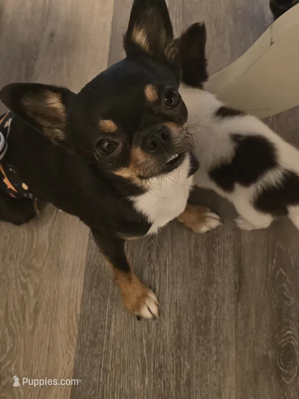 Basil – Chihuahua puppy for sale in Newark Valley, NY