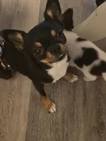 Basil, a male Chihuahua for sale in Newark Valley, NY – 1 of 3