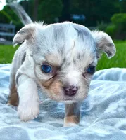Landon, a male Chihuahua for sale in Newark Valley, NY – 7 of 8