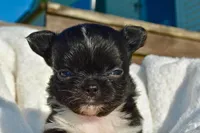 izzy, a female Chihuahua for sale in Newark Valley, NY – 4 of 7