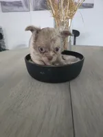 Lad, a male Chihuahua for sale in Newark Valley, NY – 6 of 7