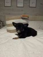 Jackie, a female Chihuahua for sale in Newark Valley, NY – 7 of 8