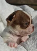 Billy, a male Chihuahua for sale in Newark Valley, NY – 1 of 6