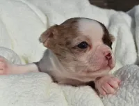 Bianca, a female Chihuahua for sale in Newark Valley, NY – 6 of 7