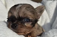 Isaac , a male Chihuahua for sale in Newark Valley, NY – 4 of 4