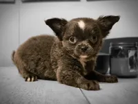 Jill, a female Chihuahua for sale in Newark Valley, NY – 2 of 10