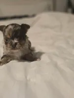 Jones , a male Chihuahua for sale in Newark Valley, NY – Photo 4 of 8