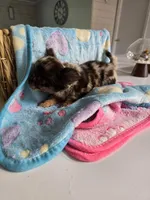 Jones , a male Chihuahua for sale in Newark Valley, NY – Photo 8 of 8