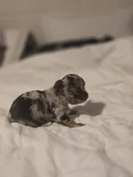 Jones , a male Chihuahua for sale in Newark Valley, NY – Photo 5 of 8