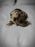 Jones , a male Chihuahua for sale in Newark Valley, NY – Photo 5 of 6