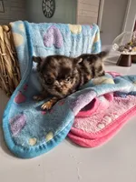 Jones , a male Chihuahua for sale in Newark Valley, NY – Photo 5 of 8