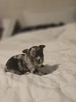 Jones , a male Chihuahua for sale in Newark Valley, NY – Photo 8 of 8