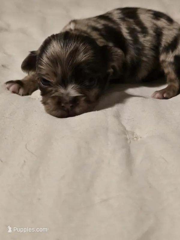 Jones  – Chihuahua puppy for sale in Newark Valley, NY