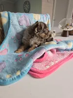 Jones , a male Chihuahua for sale in Newark Valley, NY – Photo 3 of 8