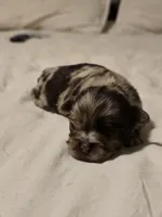 Jones , a male Chihuahua for sale in Newark Valley, NY – Photo 3 of 6