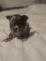 Jones , a male Chihuahua for sale in Newark Valley, NY – Photo 3 of 8