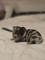 Jones , a male Chihuahua for sale in Newark Valley, NY – Photo 7 of 8