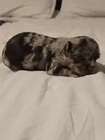 Jones , a male Chihuahua for sale in Newark Valley, NY – Photo 2 of 6