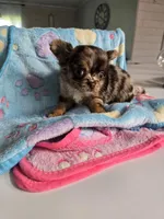 Jones , a male Chihuahua for sale in Newark Valley, NY – Photo 7 of 8