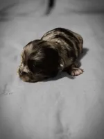 Jones , a male Chihuahua for sale in Newark Valley, NY – Photo 6 of 6