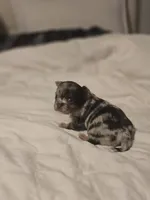 Jones , a male Chihuahua for sale in Newark Valley, NY – Photo 2 of 8