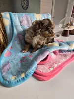 Jones , a male Chihuahua for sale in Newark Valley, NY – Photo 2 of 8