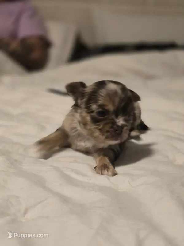 Jones  – Chihuahua puppy for sale in Newark Valley, NY