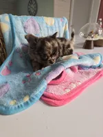 Jones , a male Chihuahua for sale in Newark Valley, NY – Photo 4 of 8