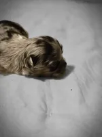 Jones , a male Chihuahua for sale in Newark Valley, NY – Photo 4 of 6