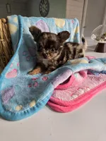 Jones , a male Chihuahua for sale in Newark Valley, NY – Photo 6 of 8