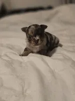 Jones , a male Chihuahua for sale in Newark Valley, NY – Photo 6 of 8