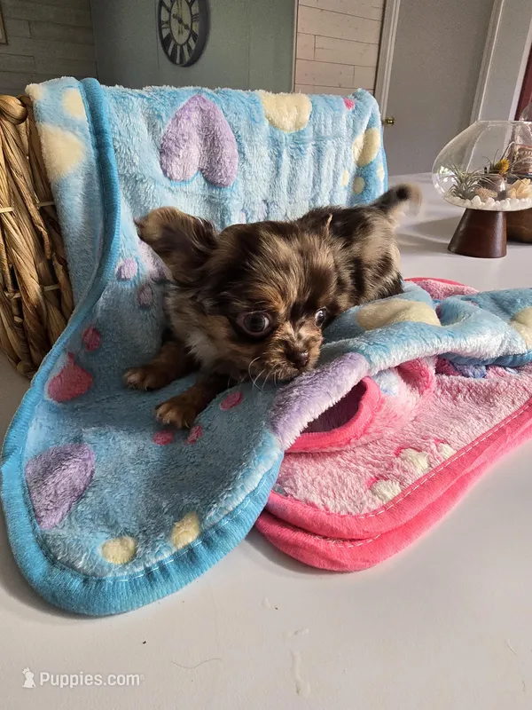 Jones  – Chihuahua puppy for sale in Newark Valley, NY