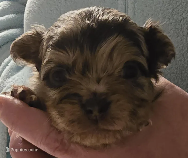 Jones  – Chihuahua puppy for sale in Newark Valley, NY