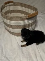 Jackie, a female Chihuahua for sale in Newark Valley, NY – 6 of 8