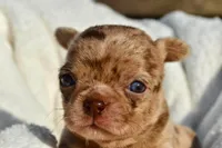 Bella-Jean , a female Chihuahua for sale in Newark Valley, NY – 3 of 7