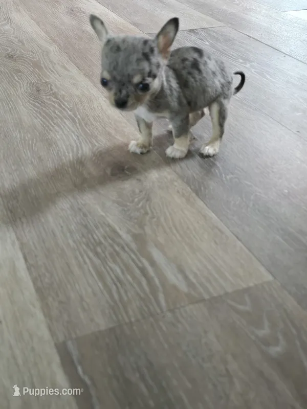 Lizzy – Chihuahua puppy for sale in Newark Valley, NY