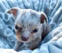Landon, a male Chihuahua for sale in Newark Valley, NY – 2 of 8