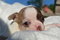 Bianca, a female Chihuahua for sale in Newark Valley, NY – 4 of 7