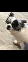 Dori, a female Chihuahua for sale in Newark Valley, NY – 2 of 3