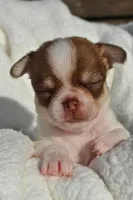 Billy, a male Chihuahua for sale in Newark Valley, NY – 3 of 6