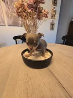 Landon, a male Chihuahua for sale in Newark Valley, NY – 2 of 9
