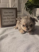 Stanley , a male Chihuahua for sale in Newark Valley, NY – Photo 2 of 7